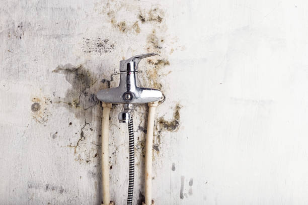 Best Mold Remediation  in Orem, UT
