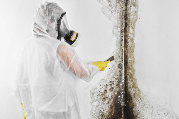 Best Mold Removal and Inspection  in Orem, UT