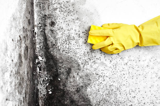 Office Mold Removal Services in Orem, UT