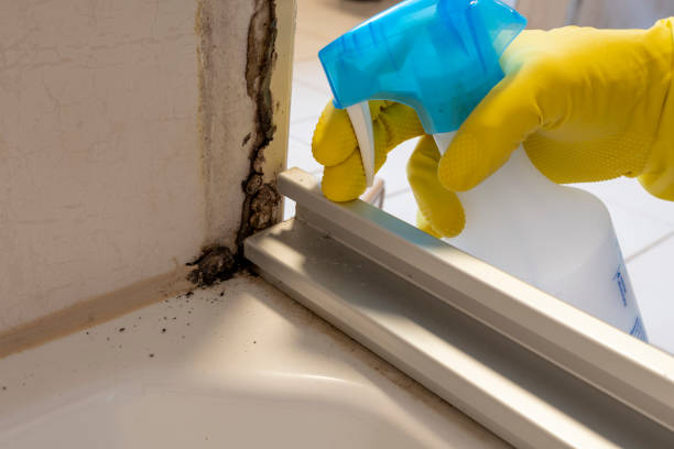 Best Certified Mold Removal  in Orem, UT