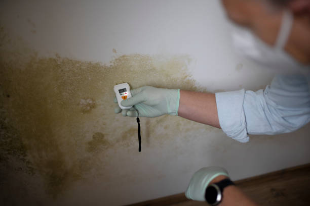 Best Mold Damage Repair  in Orem, UT