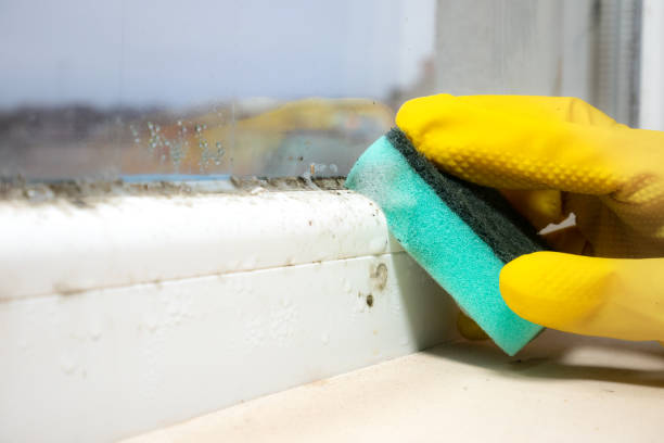 Best Professional Mold Removal  in Orem, UT