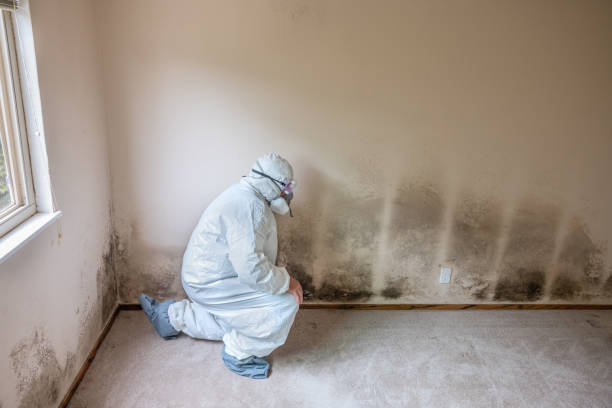 Mold Removal Process in Orem, UT