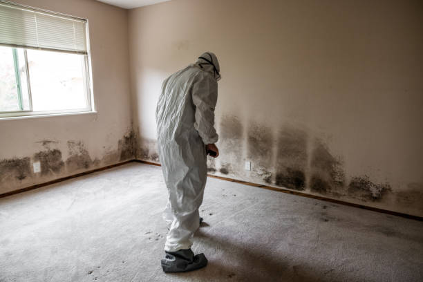 Best Crawl Space Mold Removal  in Orem, UT