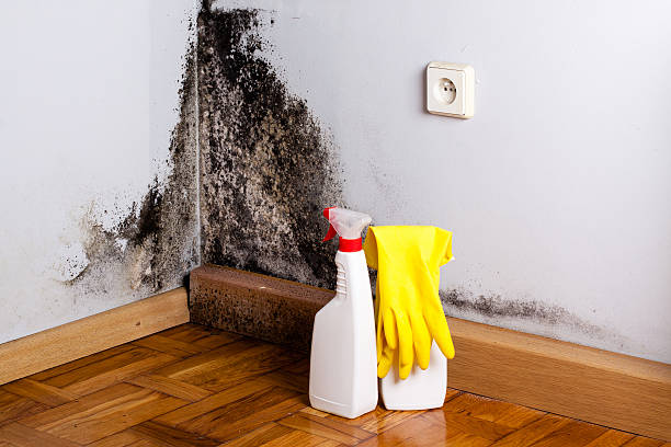 Best Fast Mold Removal  in Orem, UT